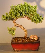 Juniper Bonsai Tree - Trained <br><i></i>(juniper procumbens nana) 