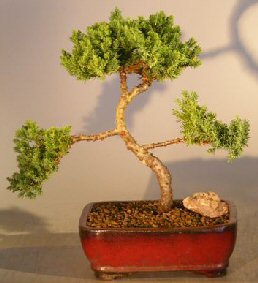 Juniper Bonsai Tree - Trained <br><i></i>(juniper procumbens nana) 