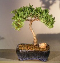 Juniper Bonsai Tree - Trained <br><i></i>(juniper procumbens nana) 