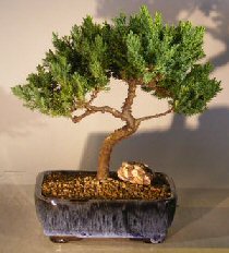 Juniper Bonsai Tree - Trained <br><i></i>(juniper procumbens nana) 