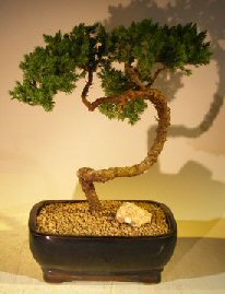 Juniper Bonsai Tree - Trained <br><i></i>(juniper procumbens nana) 