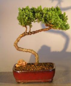 Juniper Bonsai Tree - Trained <br><i></i>(juniper procumbens nana) 