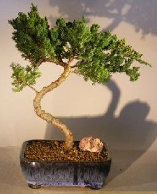 Juniper Bonsai Tree - Trained <br><i></i>(juniper procumbens nana) 