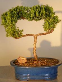 Juniper Bonsai Tree - Trained <br><i></i>(juniper procumbens nana) 