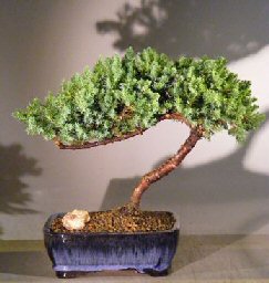 Juniper Bonsai Tree - Trained <br><i></i>(juniper procumbens nana) 