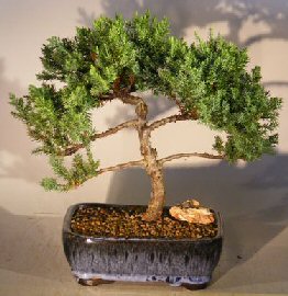 Juniper Bonsai Tree<br><i></i>(juniper procumbens 'nana')