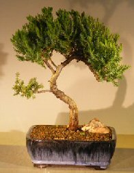Juniper Bonsai Tree - Trained <br><i></i>(juniper procumbens nana)