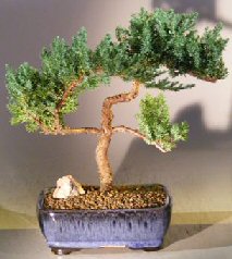 Juniper Bonsai Tree - Trained<br><i></i>(juniper procumbens nana)