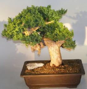 Juniper Bonsai Tree - Phoenix Graft<br><i></i>(juniper procumbens nana)