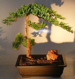 Juniper Bonsai Tree - Trained <br><i></i>(juniper procumbens nana) 