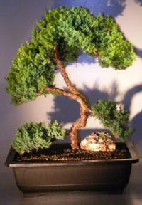 Juniper Bonsai Tree - Trained <br><i></i>(juniper procumbens nana) 