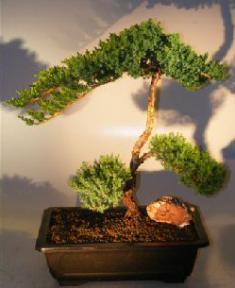 Juniper Bonsai Tree - Trained <br><i></i>(juniper procumbens nana) 