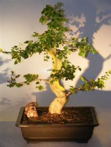 Flowering Ligustrum Bonsai Tree<br><i></i>(ligustrum lucidum)