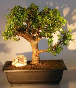 Baby Jade Bonsai Tree<br><i></i>(Portulacaria Afra) 