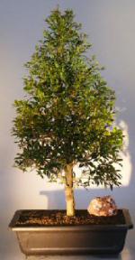 Flowering Brush Cherry - Christmas Tree Style<br><i></i>(eugenia myrtifolia) 