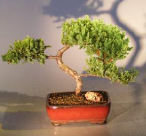 Juniper Bonsai Tree - Trained <br><i></i>(juniper procumbens nana) 