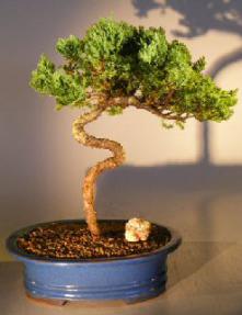 Juniper Bonsai Tree - Trained <br><i></i>(juniper procumbens nana) 