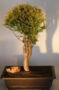 Flowering Tropical Boxwood Bonsai Tree<br><i></i>(neea buxifolia)