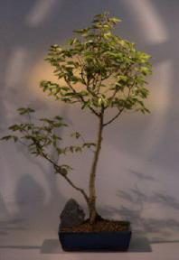 Japanese Hornbeam Bonsai Tree<br><i>(carpinus japonica)</i>