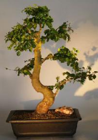 Flowering Ligustrum Bonsai Tree<br><i></i>(ligustrum lucidum) 