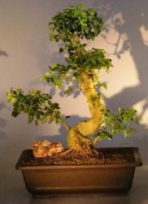 Flowering Ligustrum Bonsai Tree<br><i></i>(ligustrum lucidum)  