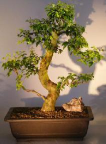 Flowering Ligustrum Bonsai Tree<br><i></i>(ligustrum lucidum)   