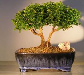 Japanese Kingsville Boxwood Bonsai Tree with Double Trunk<br><i>(buxus microphylla compacta)</i>