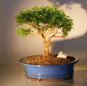 Japanese Kingsville Boxwood Bonsai Tree<br><i>(buxus microphylla compacta)</i> 