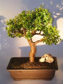 Baby Jade Bonsai Tree<br><i></i>(Portulacaria Afra)