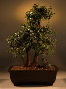 Sweet Plum Bonsai Tree<br><i>(sageretia theezans)</i>