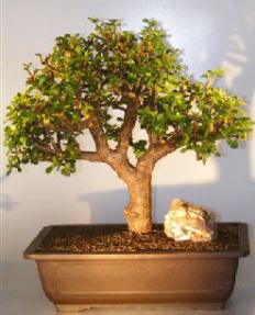 Baby Jade Bonsai Tree<br><i></i>(Portulacaria Afra)