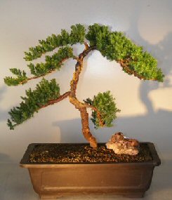 Juniper Bonsai Tree <br><i></i>(juniper procumbens nana) 