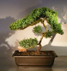 Juniper Bonsai Tree <br><i></i>(juniper procumbens nana) 