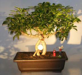 Hawaiian Umbrella Bonsai Tree - Banyan Style with Golf Scene<br><i></i>(arboricola schfflera)