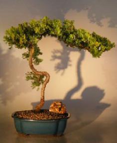 Juniper Bonsai Tree - Trained <br><i></i>(juniper procumbens nana)                   