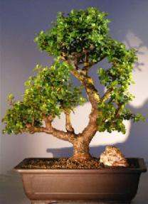 Baby Jade Bonsai Tree<br><i></i>(Portulacaria Afra)  
