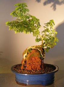 Flowering Texas Ebony Bonsai Tree Root Over Rock Style<br><i></i>(pithecolobium flexicaule)