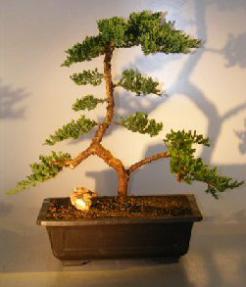 Juniper Bonsai Tree<br><i></i>(juniper procumbens nana) 