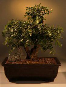 Sweet Plum Bonsai Tree<br><i>(sageretia theezans)</i>