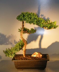 Juniper Bonsai Tree - Trained<br><i></i>(juniper procumbens nana) 
