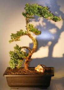 Juniper Bonsai Tree<br><i></i>(juniper procumbens nana)  