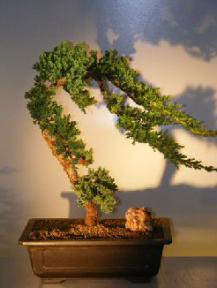 Juniper Bonsai Tree<br><i></i>(juniper procumbens nana)   