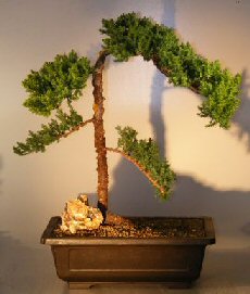 Juniper Bonsai Tree - Trained <br><i></i>(juniper procumbens nana) 