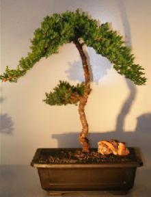 Juniper Bonsai Tree - Trained <br><i></i>(juniper procumbens nana)                    