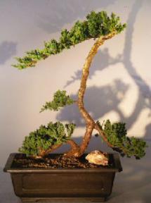 Juniper Bonsai Tree - Trained <br><i></i>(juniper procumbens nana)                     