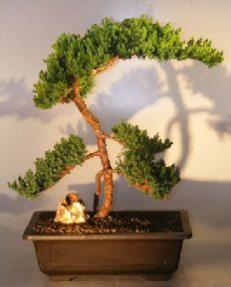 Juniper Bonsai Tree - Trained <br><i></i>(juniper procumbens nana)                      