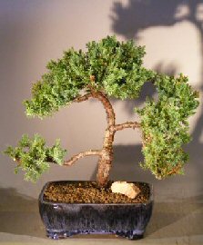 Juniper Bonsai Tree - Trained <br><i></i>(juniper procumbens nana)                       