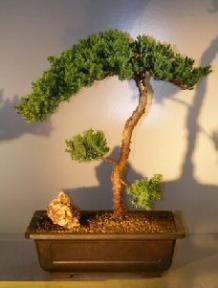 Juniper Bonsai Tree - Trained <br><i></i>(juniper procumbens nana)                        