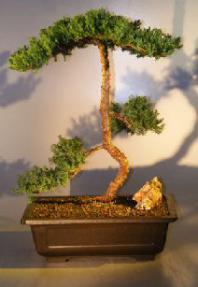 Juniper Bonsai Tree - Trained <br><i></i>(juniper procumbens nana)                          