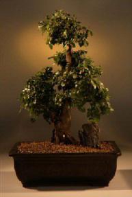 Sweet Plum Bonsai Tree<br><i>(sageretia theezans)</i>